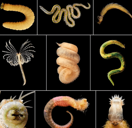 Llojet e helminths